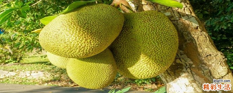 菠萝蜜怎么挑选整个的 菠萝蜜的正确打开方法