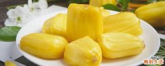 菠萝蜜没熟可以吃吗 菠萝蜜没熟打开了怎么办