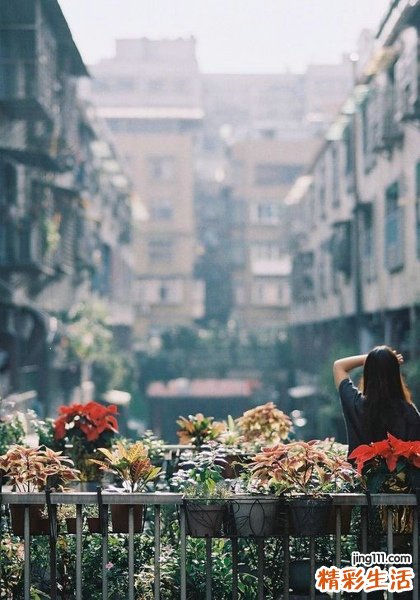 龙爪树