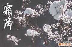2023年霜降是哪一天,2023年霜降是几月几号几点
