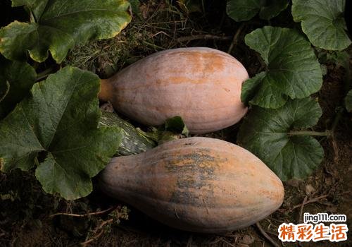 吃南瓜减肥还是增肥 南瓜减肥什么时候吃