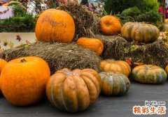 孕妇可以吃南瓜吗 孕妇一天能吃多少南瓜
