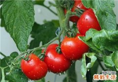 西红柿能和胡萝卜一起吃吗 西红柿吃了有什么好处