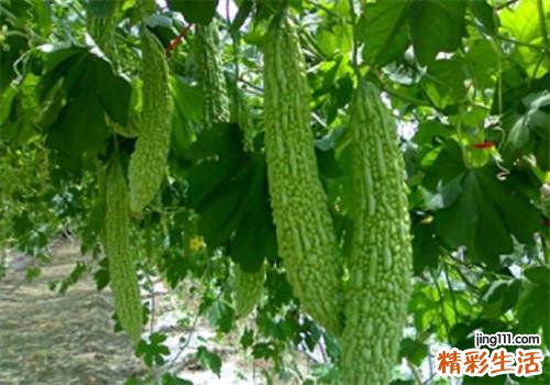 苦瓜怎么挑选不苦 吃苦瓜有什么好处