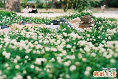 2 路旁菊
