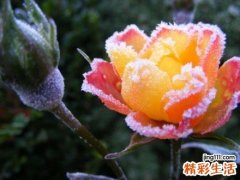 山铁树叶