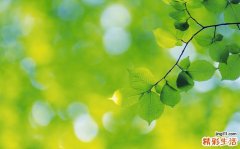 性价比高的瘦身霜牌子推荐