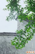【用养颜花茶美容】怎样用养颜花茶美容