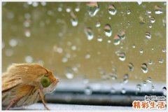 醉蟹有寄生虫吗