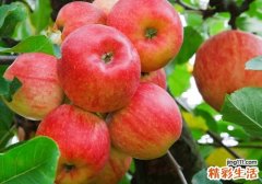 荔枝和苹果能一起吃吗 苹果不能和什么一起吃