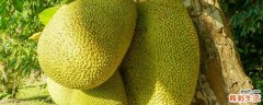 菠萝蜜核一次能吃多少 菠萝蜜核什么人不能吃