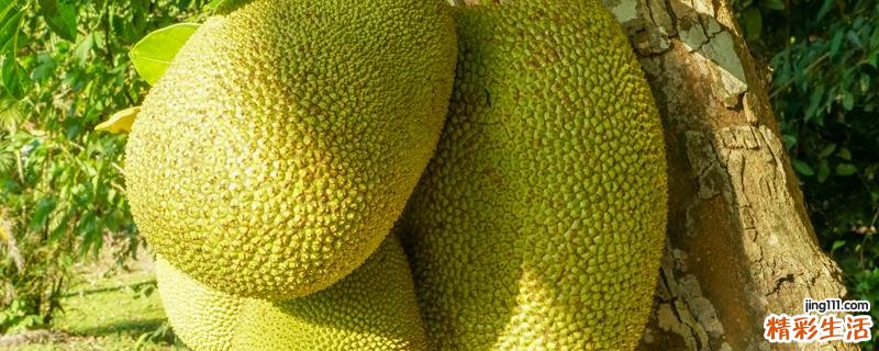 菠萝蜜部分烂了还能吃吗 菠萝蜜和什么不能一起吃