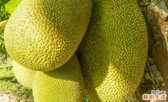 菠萝蜜用盐水泡的作用 菠萝蜜为什么那么粘