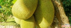 菠萝蜜不熟开了剥出来了怎么办 菠萝蜜不熟吃了有毒吗
