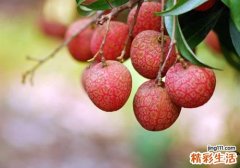 荔枝每次吃几颗 荔枝吃多了会怎样