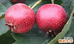 吃山楂会影响奶量吗 哪些食物会影响奶量