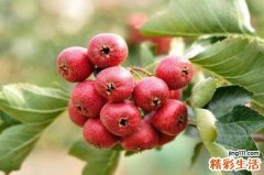 山楂有什么作用 小山楂也有大功效