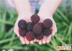 经常吃杨梅有什么好处 杨梅的功效与作用