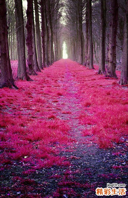 如何治疗严重联合免疫缺陷病