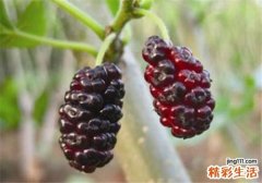 桑葚怎么挑选 桑葚什么时候成熟