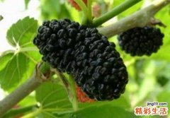 吃桑葚对身体有什么好处 桑葚对身体的好处