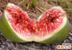 无花果晚上可以吃吗 新鲜无花果的皮能吃吗