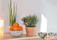 橘子吃了可以减肥吗 橘子什么时候吃能减肥