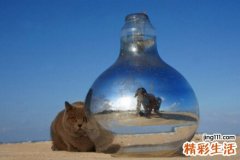 蜈蚣藻