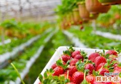草莓吃了有什么好处 草莓和什么一起吃最好
