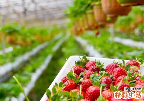 草莓吃了有什么好处 草莓和什么一起吃最好