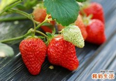 草莓有什么营养 草莓吃了有什么功效