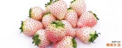 菠萝莓是什么颜色的 草莓有巧克力味的吗