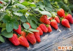 打药的草莓如何辨别 畸形草莓孕妇能吃吗
