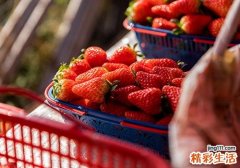 草莓软了可以吃吗 草莓变软是坏了吗