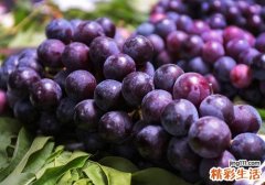 葡萄洗了放冰箱会坏吗 葡萄怎么保存好