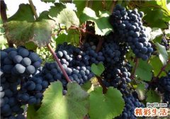 夏黑葡萄什么时候成熟 夏黑葡萄多少钱一斤