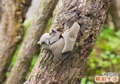 新鲜采摘的木耳能吃吗 新鲜的木耳怎么处理