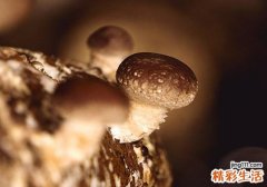 香菇泡的水有用吗 泡香菇有什么用