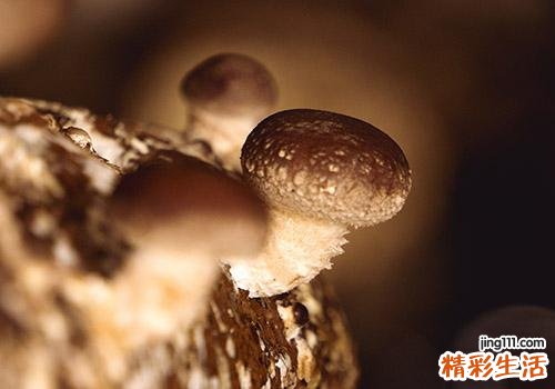 香菇泡的水有用吗 泡香菇有什么用
