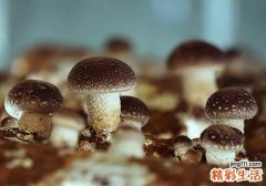 干香菇发霉还可以吃吗 发霉的干香菇有什么危害