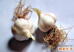 醋泡大蒜用陈醋还是白醋 醋泡大蒜吃了有什么好处