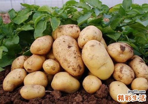 马铃薯含有的营养成分 马铃薯有什么作用