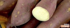 红薯热量高还是紫薯热量高 紫薯和红薯哪个更减肥