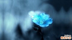 山甜茶