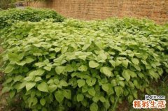 苏叶生姜煎汤 不仅温热驱寒
