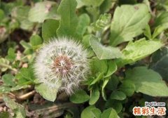 蒲公英发烧可以吃吗 发烧吃蒲公英效果好吗