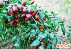 宫寒吃什么食物好 想要年轻10岁，这些食物一定要多吃