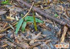 坐月子可以吃春笋吗 坐月子吃春笋会怎样