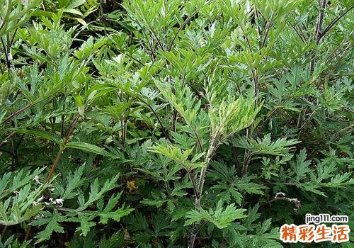 坐月子能喝艾叶水吗 坐月子可以用艾叶泡脚吗