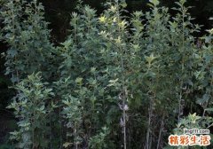 坐月子用艾叶水洗澡好吗 坐月子用艾叶水洗澡好吗